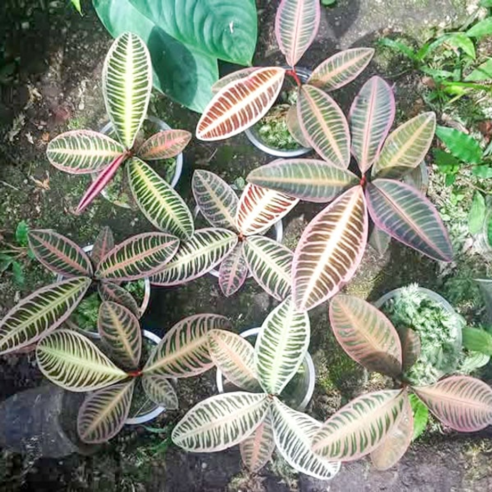 Ардизия EMBLEMANTHA 02