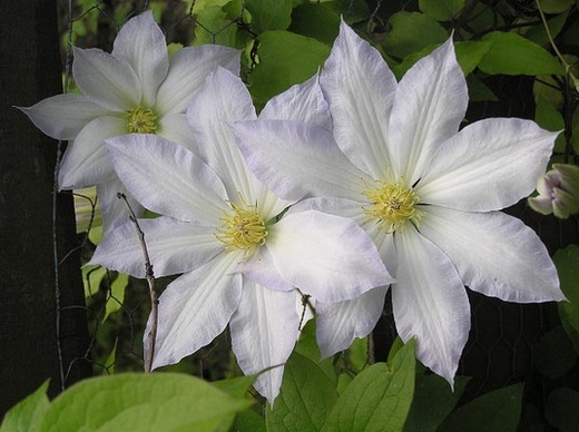 Клематис гибридный Токи трехлетка наличие