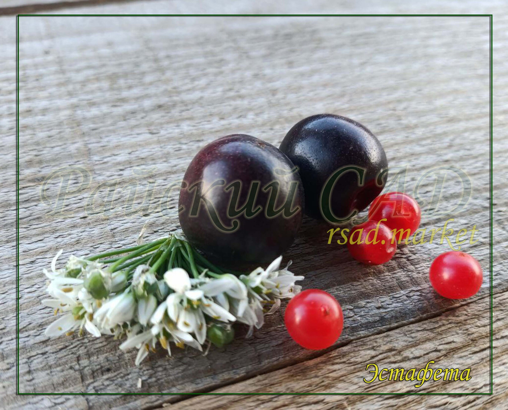 Вишня песчаная ( Бессея) Эстафета (23-28)