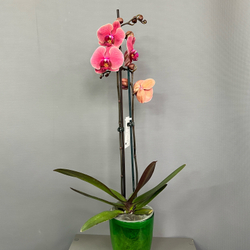 Орхидея Фаленопсис