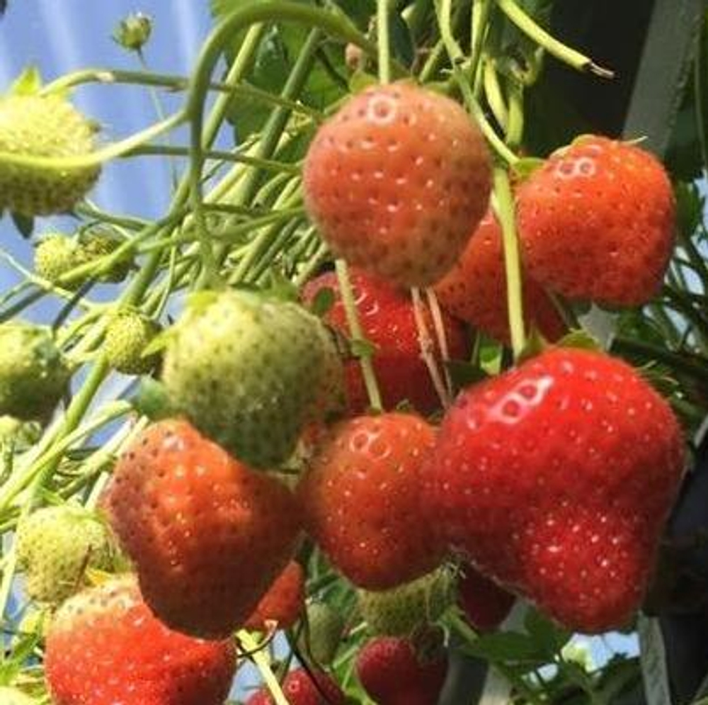 Земляника Альтес ремонтантная