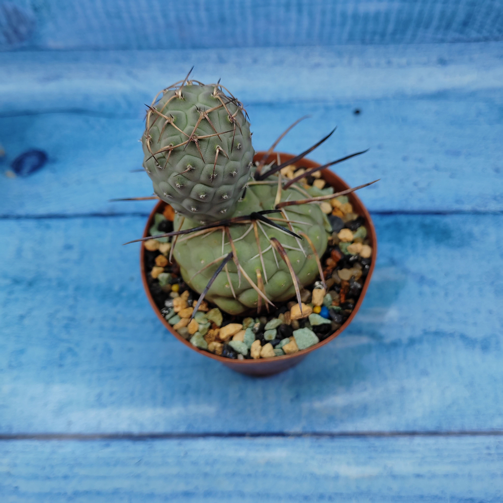 Tephrocactus Geometricus (Тефрокактус)