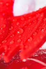 Эрекционное кольцо JOS Cocky Devil с клиторальной вибрацией