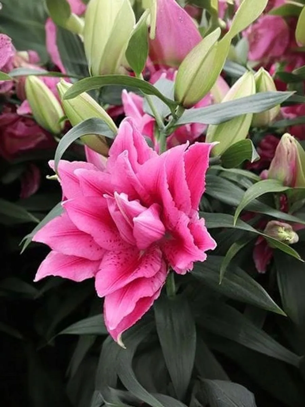 Лилия Эзра (махровая серия «Роузлили»)