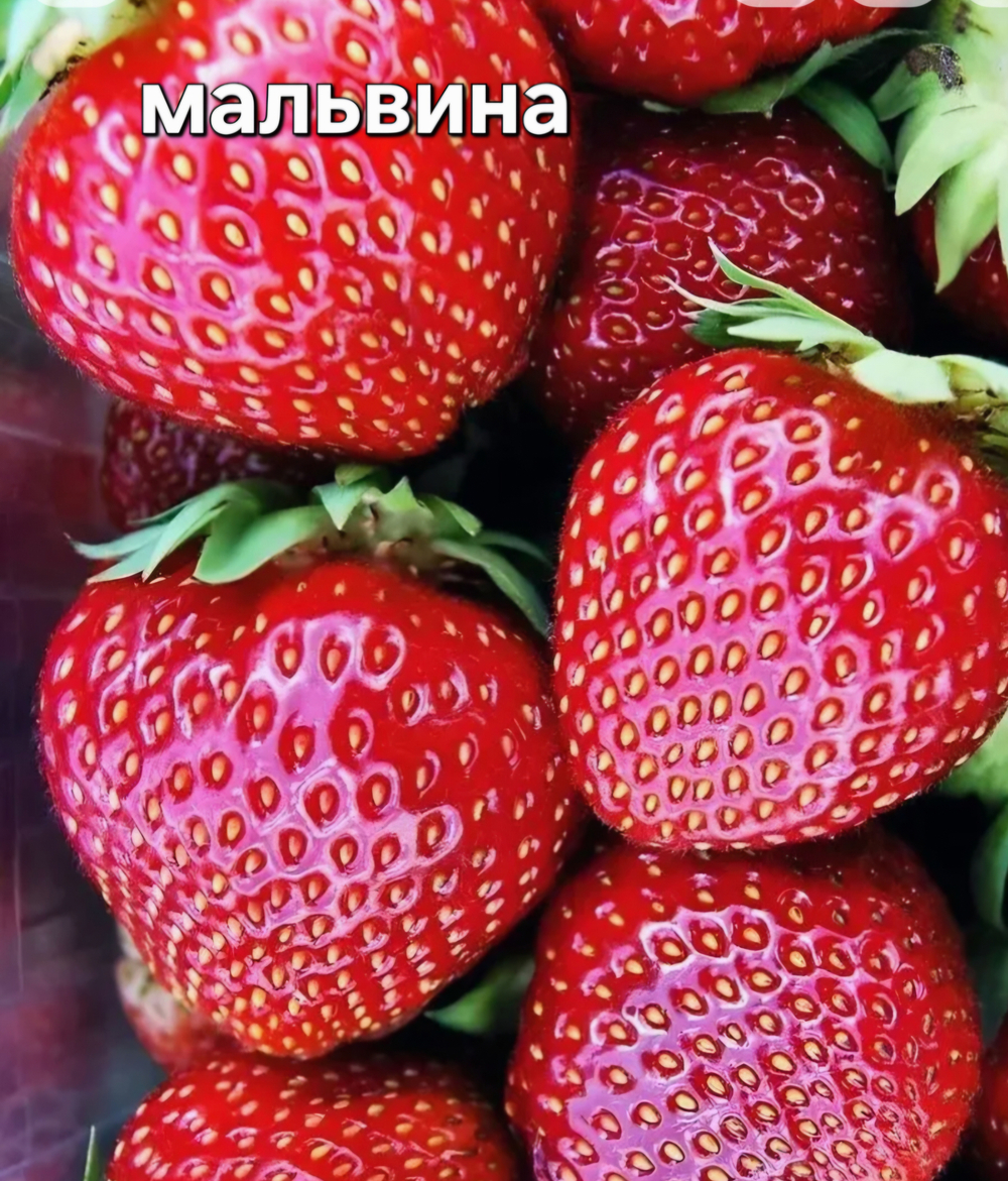 САЖЕНЦЫ КЛУБНИКИ МАЛЬВИНА