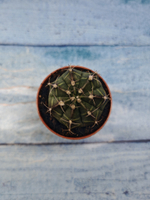 Gymnocalycium Friedrichii (Гимнокалициум)