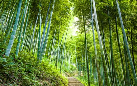 Фотообои Rulon Shop (Ширина 4,15 м)