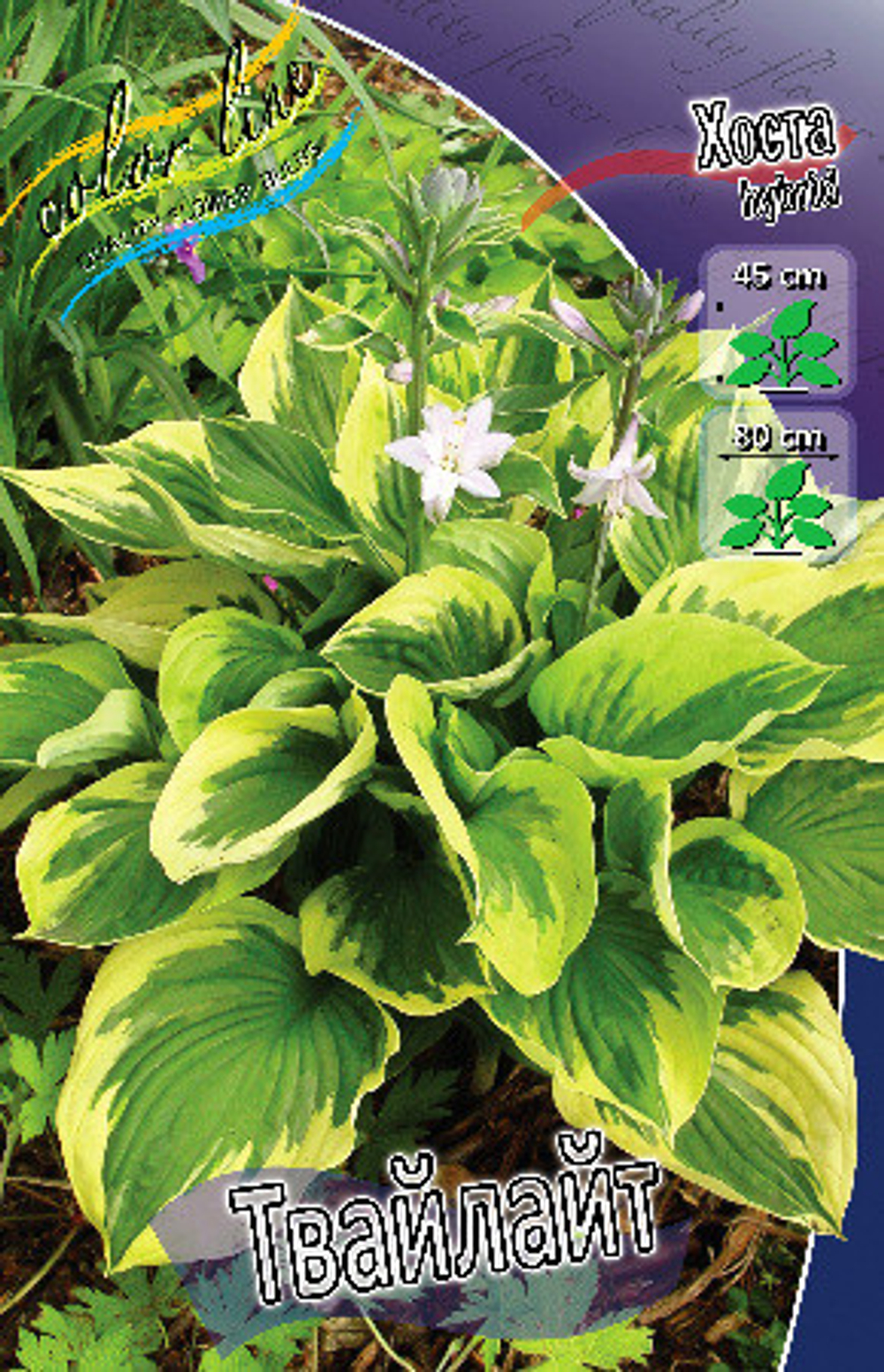 Hosta Twilight