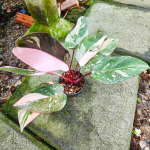 Филодендрон PINK PRINCESS GALAXY