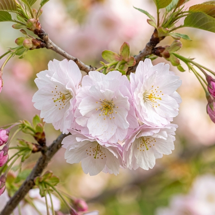 Отдушка CS - Цветок Белого Персика (White Peach Blossom)