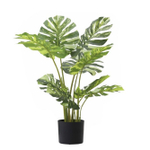 Монстера вариегатная 72 см.