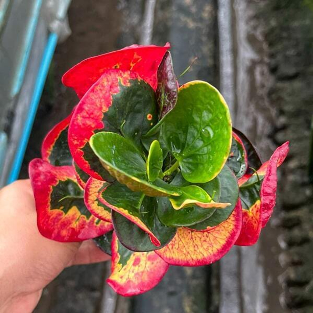 Кротон PHON PHRA RUANG