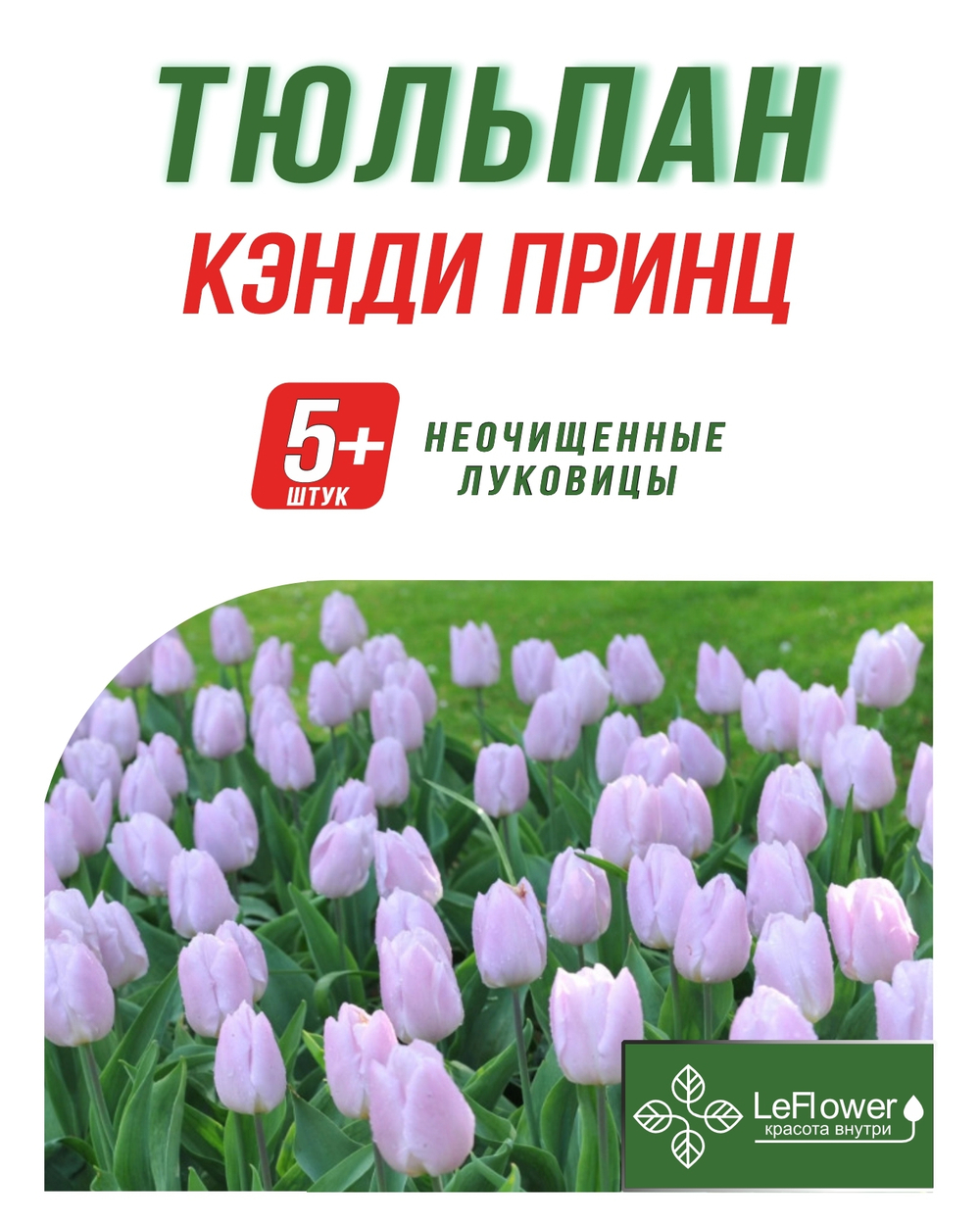 Тюльпан Луковица, Кэнди Принц, 5+ шт
