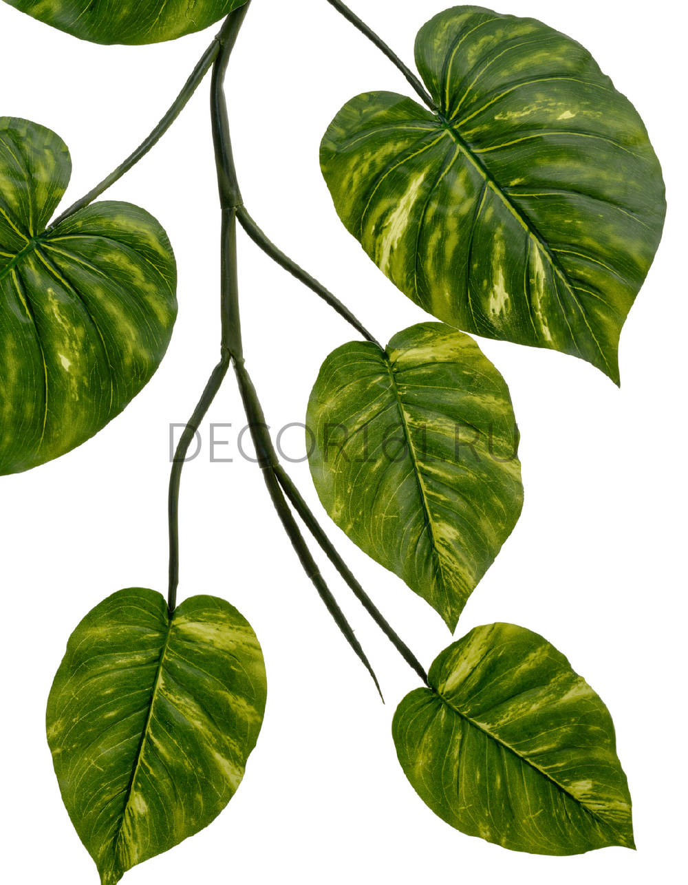 Потос Giant лиана дл-240 см 15 листов (Sensitive Botanic) 6/24 20.092235GY