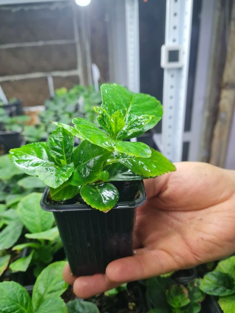 Крупнолистная Гортензия контейнер Р7  на весну 2026