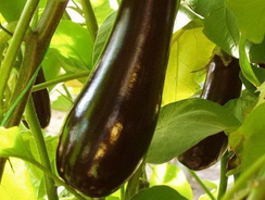 Галинэ F1 семена баклажана (Clause / Клос)