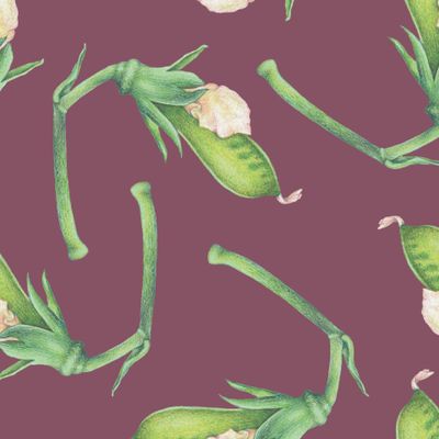 стручки гороха на брусничном фоне