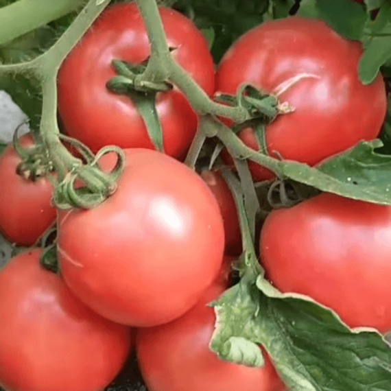 Пинк Буш F1 семена томата детерминантного (Sakata / ALEXAGRO) культура – фото 5