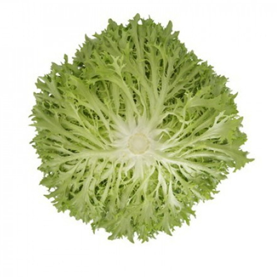 Экстемп семена салата листового (Rijk Zwaan / ALEXAGRO) культура – фото 4