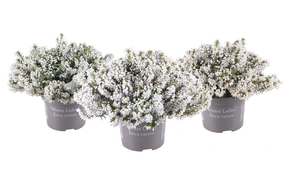 Эрика из серии Winter Ladies Р9 Закупка М41 наличие