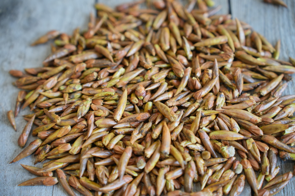 Тополиные почки