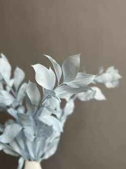 Рускус садовый стабилизированный голубой