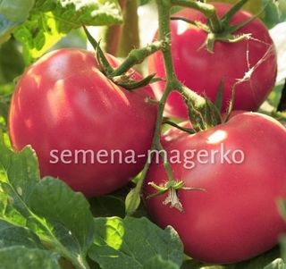 Томат Волгоградские Зори 10 (грамм)