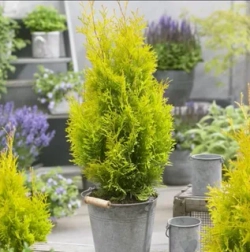 Туя западная Голден Смарагд 30-50 см Закупка М49 весна 2026