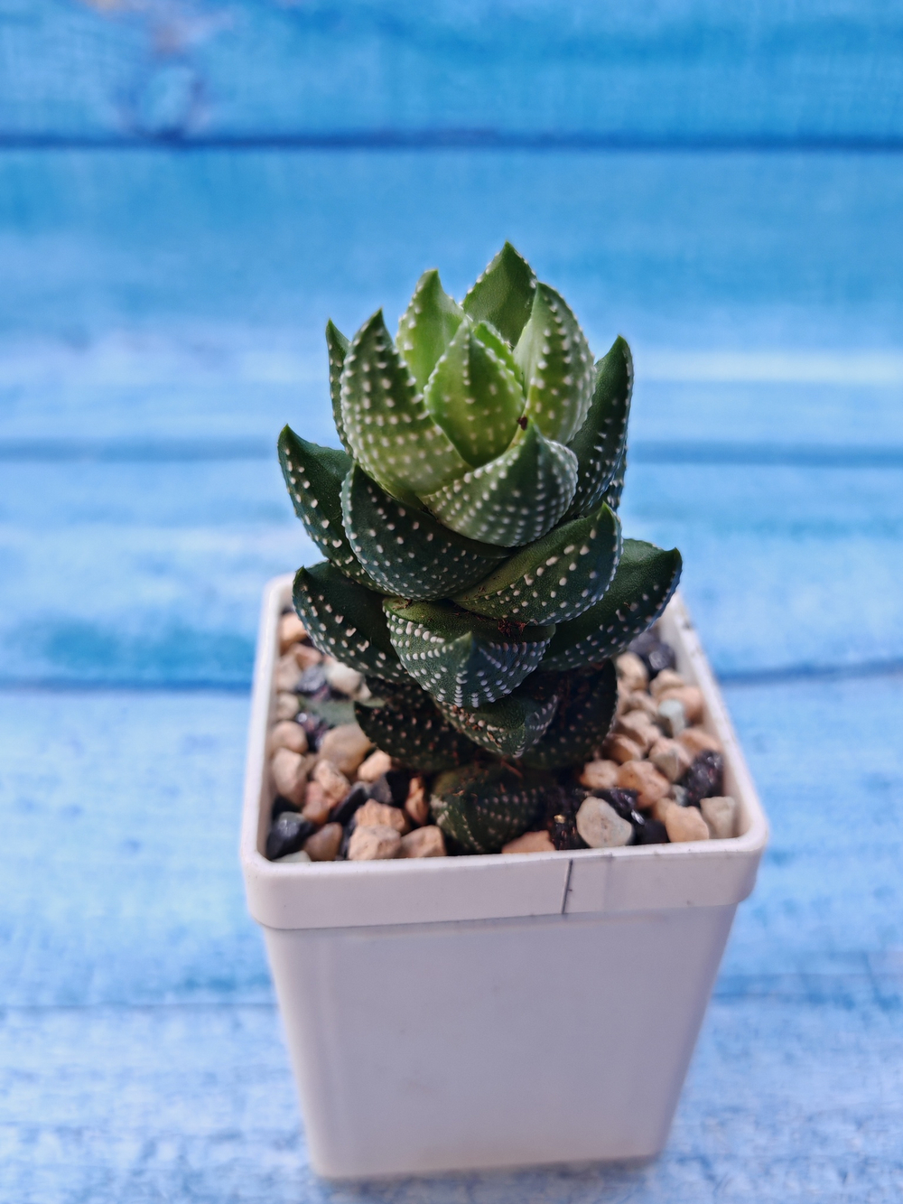 Haworthia Coarctata (Хавортия)