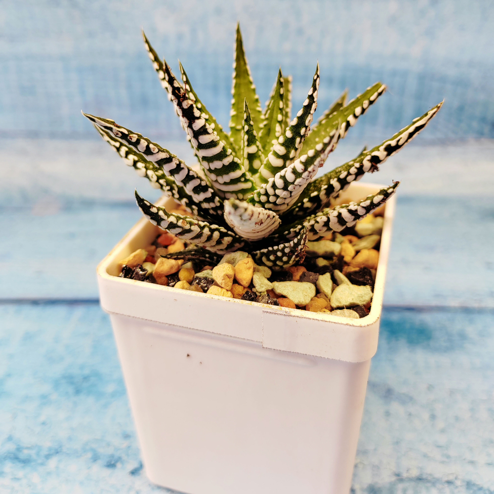 Haworthia Alba (Хавортия)