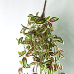 Традесканция зеленая-розовая 75 см.