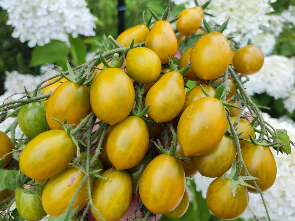 Янтарный Киз (Amber Keyes) сорт томата