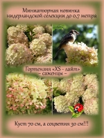 Гортензия XS-лайт метельчатая