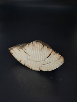 Бивень мамонта для коллекции и поделок