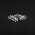 Kendrick Lamar - To Pimp A Butterfly - 10th Anniversary, Alternative Cover