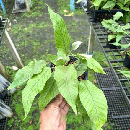 Пиррозия P.SP BORNEO