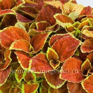 Колеус  гибридный Фаервей F1 Оранж 100 семян