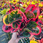 Кротон DAENG MONGKOL