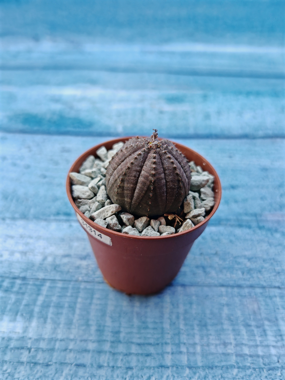 Euphoria Obesa (Эуфорбия)