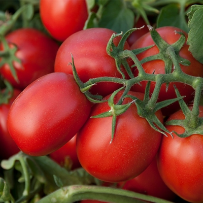 Суоми F1 семена томата процессингового (Syngenta / Сингента)