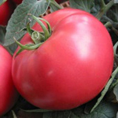 Пандароза F1 семена томата индетерминантного (Seminis / Семинис)
