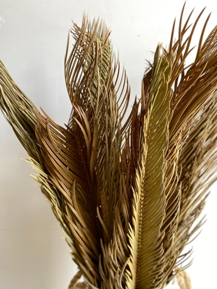 Цикас M натуральный