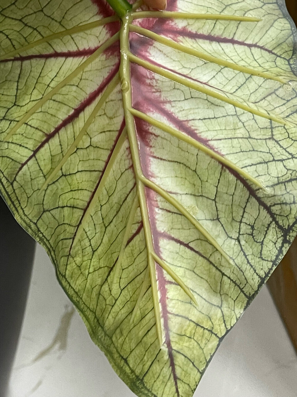 Каладиум куст с корнем 45 см