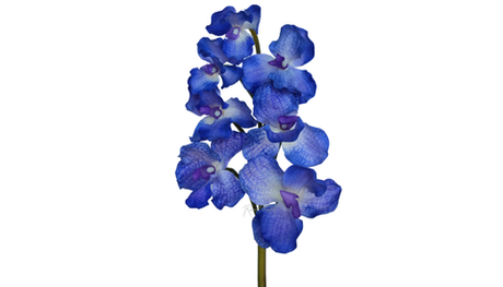 Орхидея ванда 7 соцветий - Синий