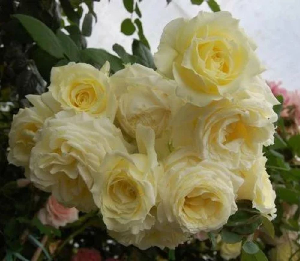 Эльф (Elfe)