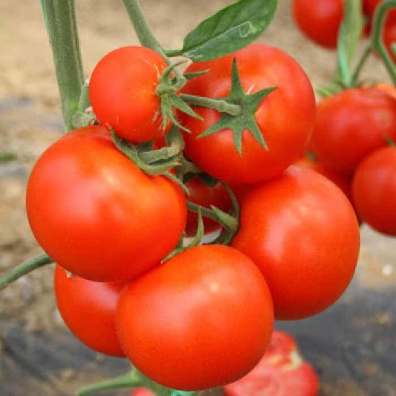 Сейран F1 семена томата индетерминантного (Nunhems / ALEXAGRO) культура – фото 3