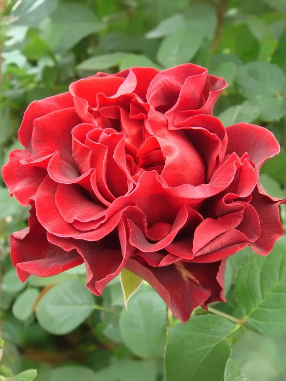 Роза чайно-гибридная Эль Торо