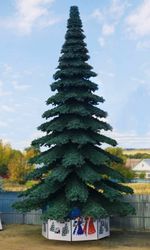 ель ствольная "Таежная"