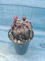 Gymnocalycium T-Rex Pink hybrid (Гимнокалициум T-rex)