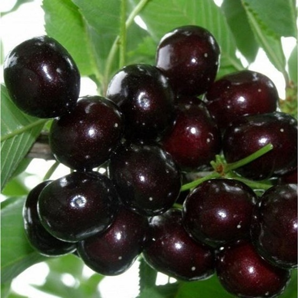 Дюк среднеранний Ночка